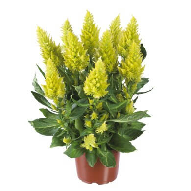 Celocia Spicata Flirt Lime PL