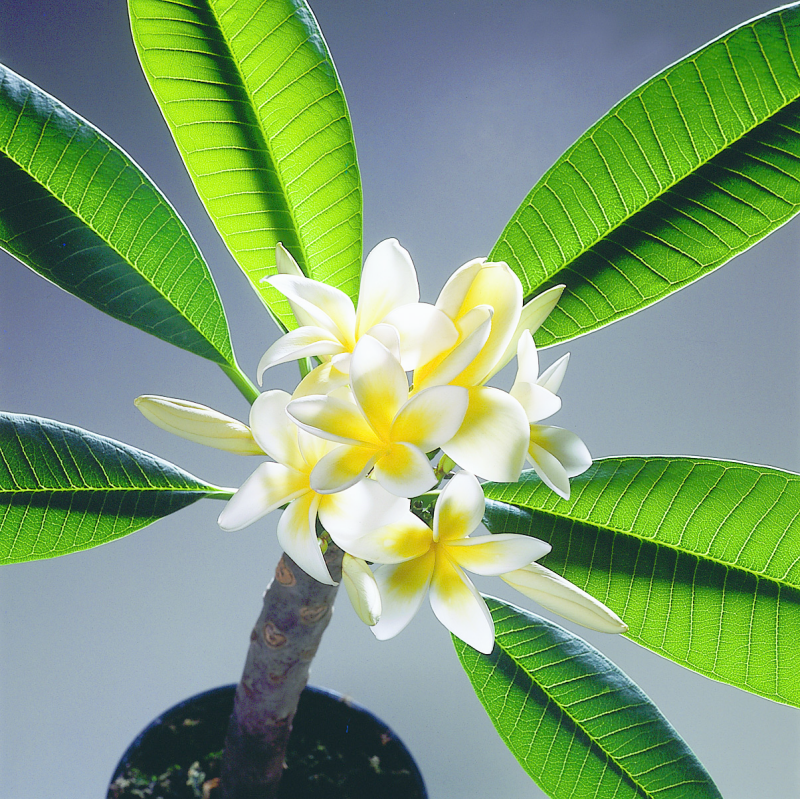 Plumeria Front