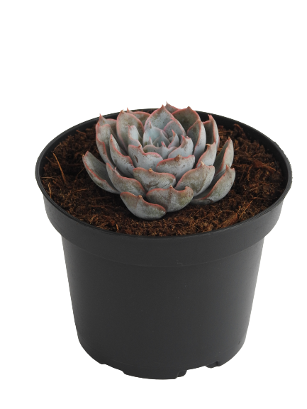ECHEVERIA BLUE STAR