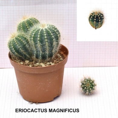 ERIOCACTUS MAGNIFICUS