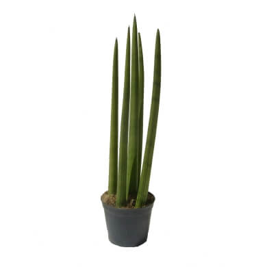 Cylindrica Straights Midi 5Pp 10Cm Pot