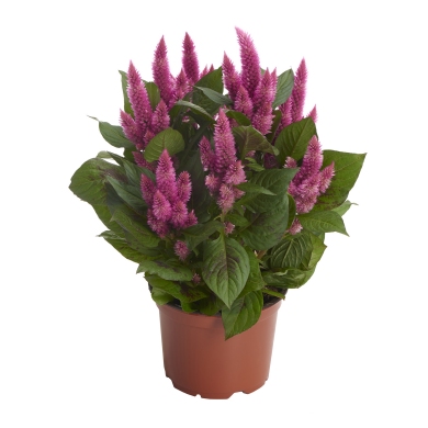 Celosia Spicata Merida Pink Improved