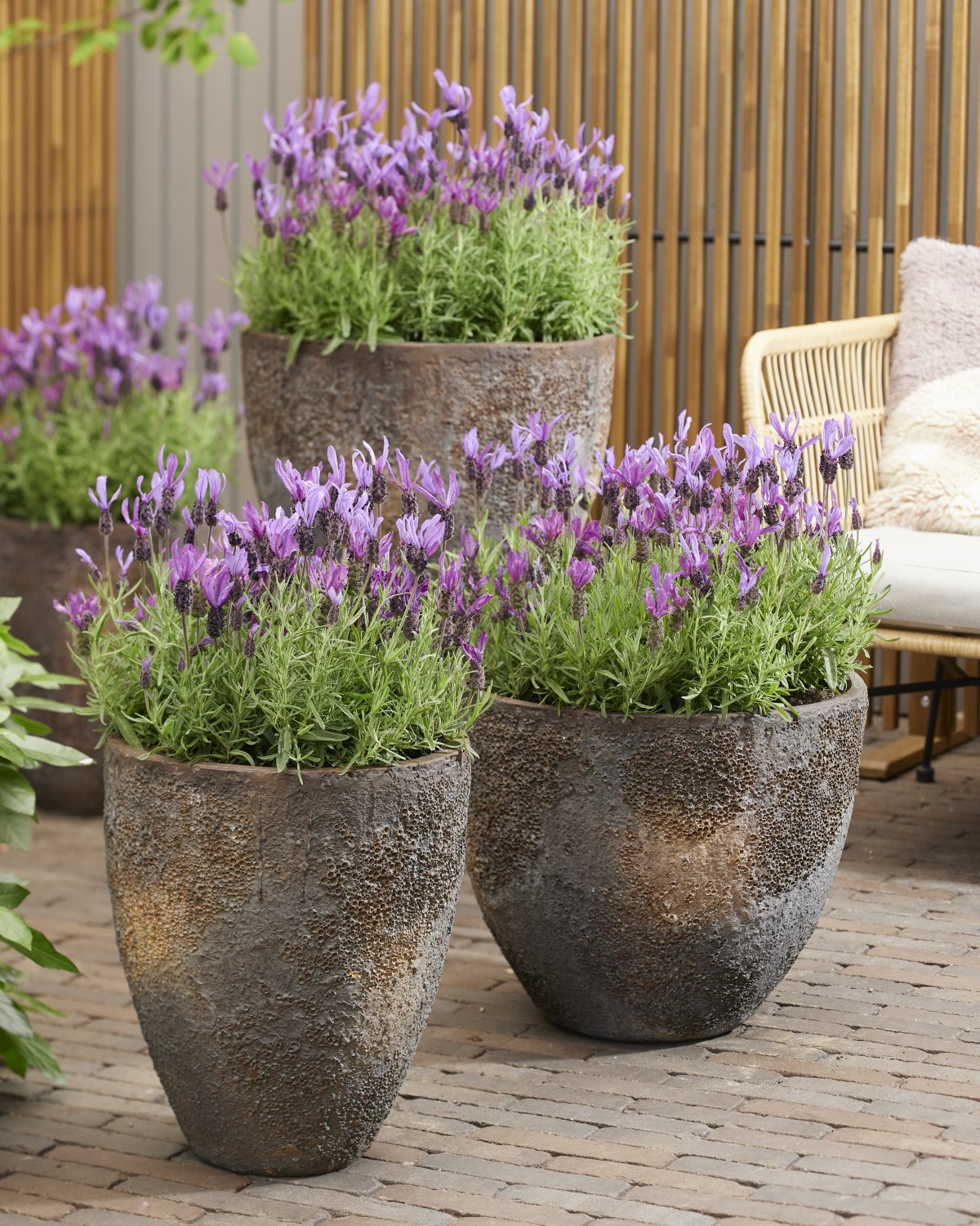 Lavandula Bella Toscane Front