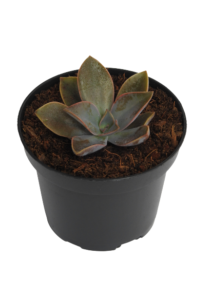 ECHEVERIA GIBBIFLORA PINK ROSE