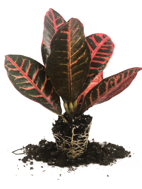 Croton Petray 50 Cell