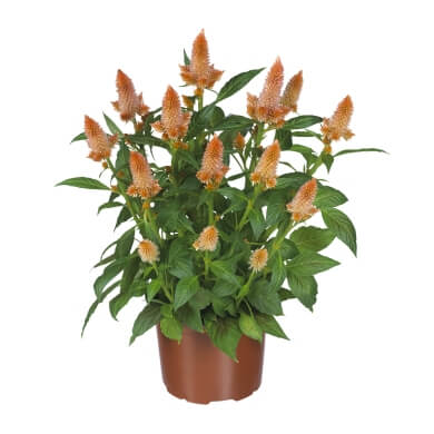 Celocia Spicata Merida Orange PL