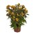 Celosia Hottopic Golden