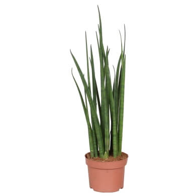 Sansevieria Bacularis 13Cm
