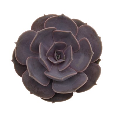 Echeveria Hybrid Castor