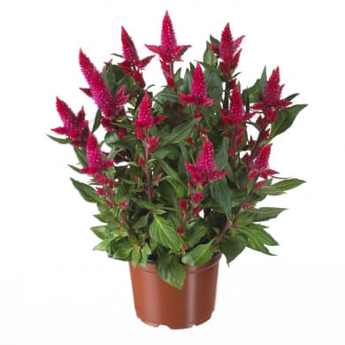 Celocia Spicata Merida Firossa PL