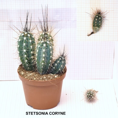 STETSONIA CORYNE