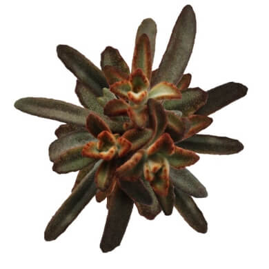 Kalanchoe Tomentosa Rubra Top