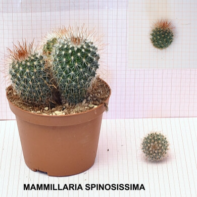 MAMMILLARIA SPINOSISSIMA