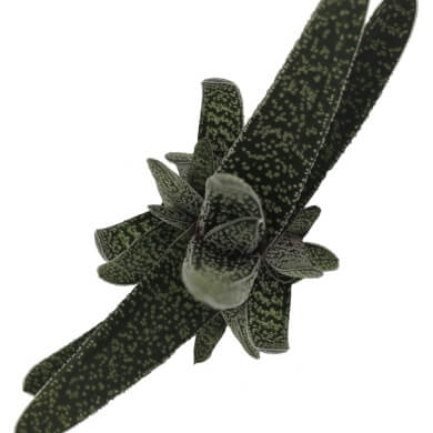 Gasteria Carinata Var Verrucosa Snow Stream