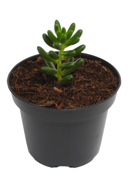 SEDUM RUBROTICTUM GREEN