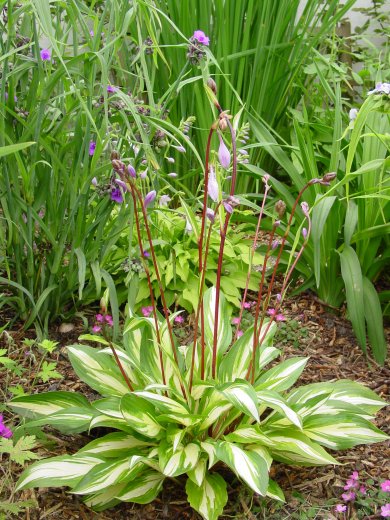 Hosta Cherry Berry