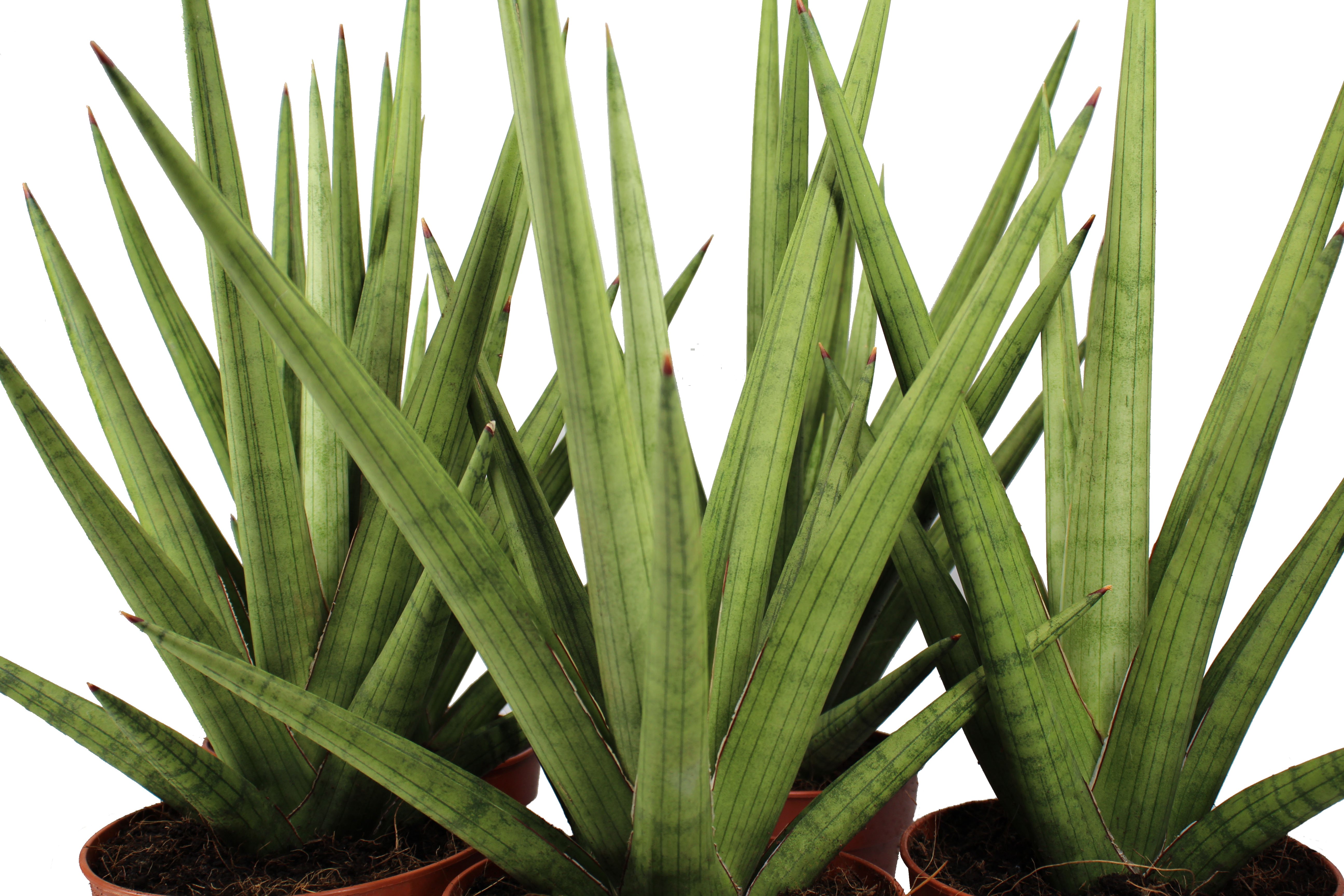 Sansevieria Bob Front