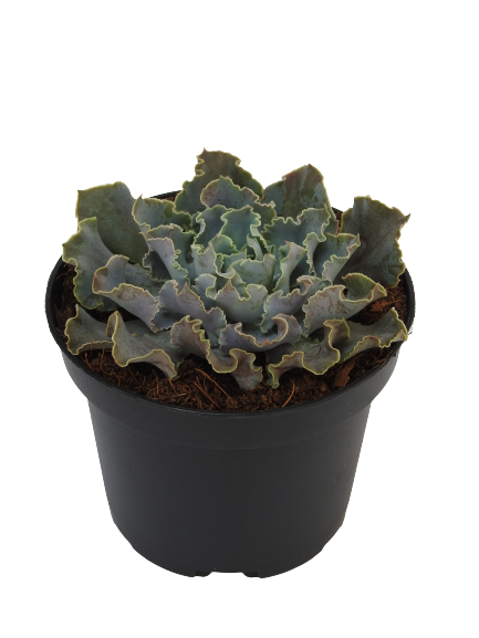 ECHEVERIA SHAVIANA CURLY ROSE