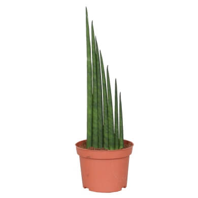 Sansevieria Bacularis Musica Uno 10Cm