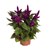 Celosia Spicata Anthos Purple