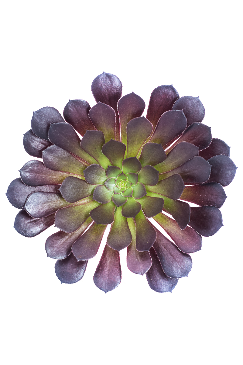 AEONIUM ARBOREUM BLACK ROSE