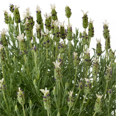Lavandula Giant White Summer