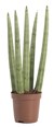 Sansevieria Cylindrica Loose Fingers 18 20 CM