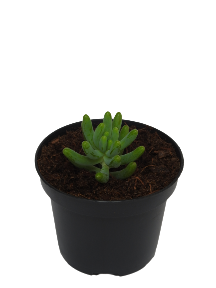 SEDUM PACHYPHYLLUM LEMON.