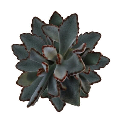 Kalanchoe Tomentosa Top