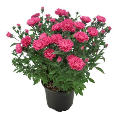 Asters Queen Regent Cherry Red PL
