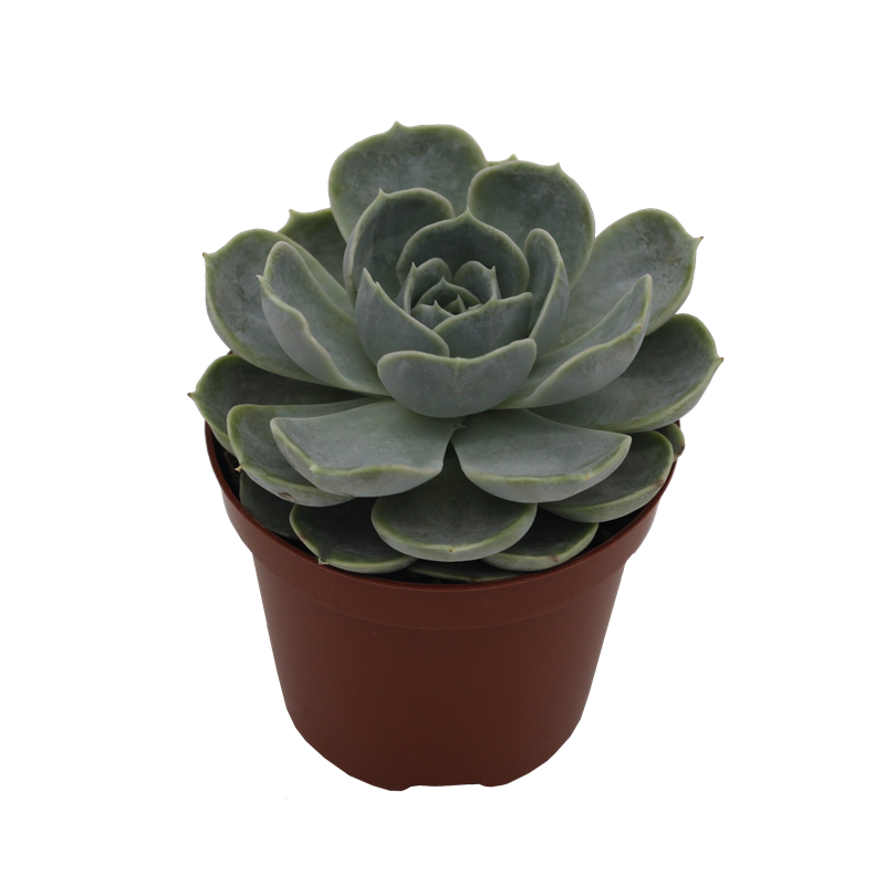Echeveria Hybrid Electra PL