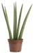 Sansevieria Cylindrica Loose Fingers 38 CM