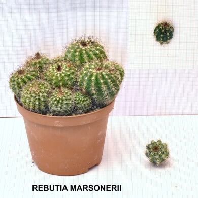 REBUTA MARSONERII