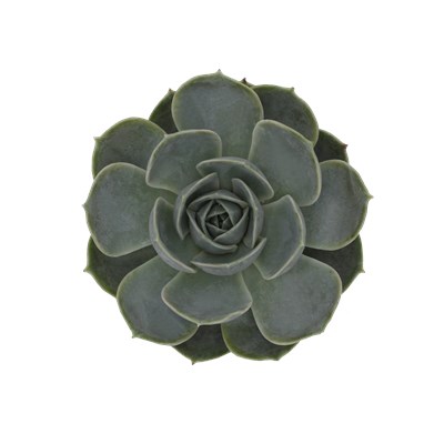 Echeveria Hybrid Electra