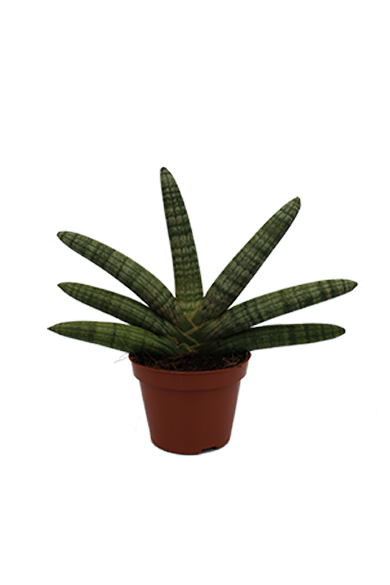 Sansevieria Boncellensis Natural 10Cm Pot