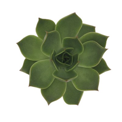 Echeveria Hybrid Ancha