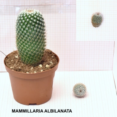 MAMMILLARIA ALBINATA