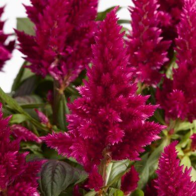 Celocia Spicata Flirt Red