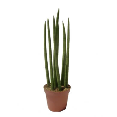 Cylindrica Straights Large 7Pp 12Cm Pot