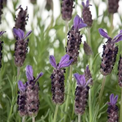 Lavandula Alexandra