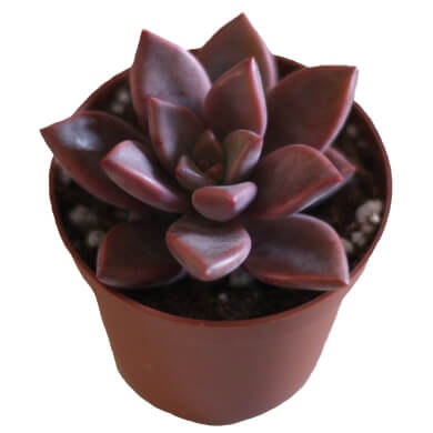 Echeveria X Graptopetalum Hybrid Ghosty PL