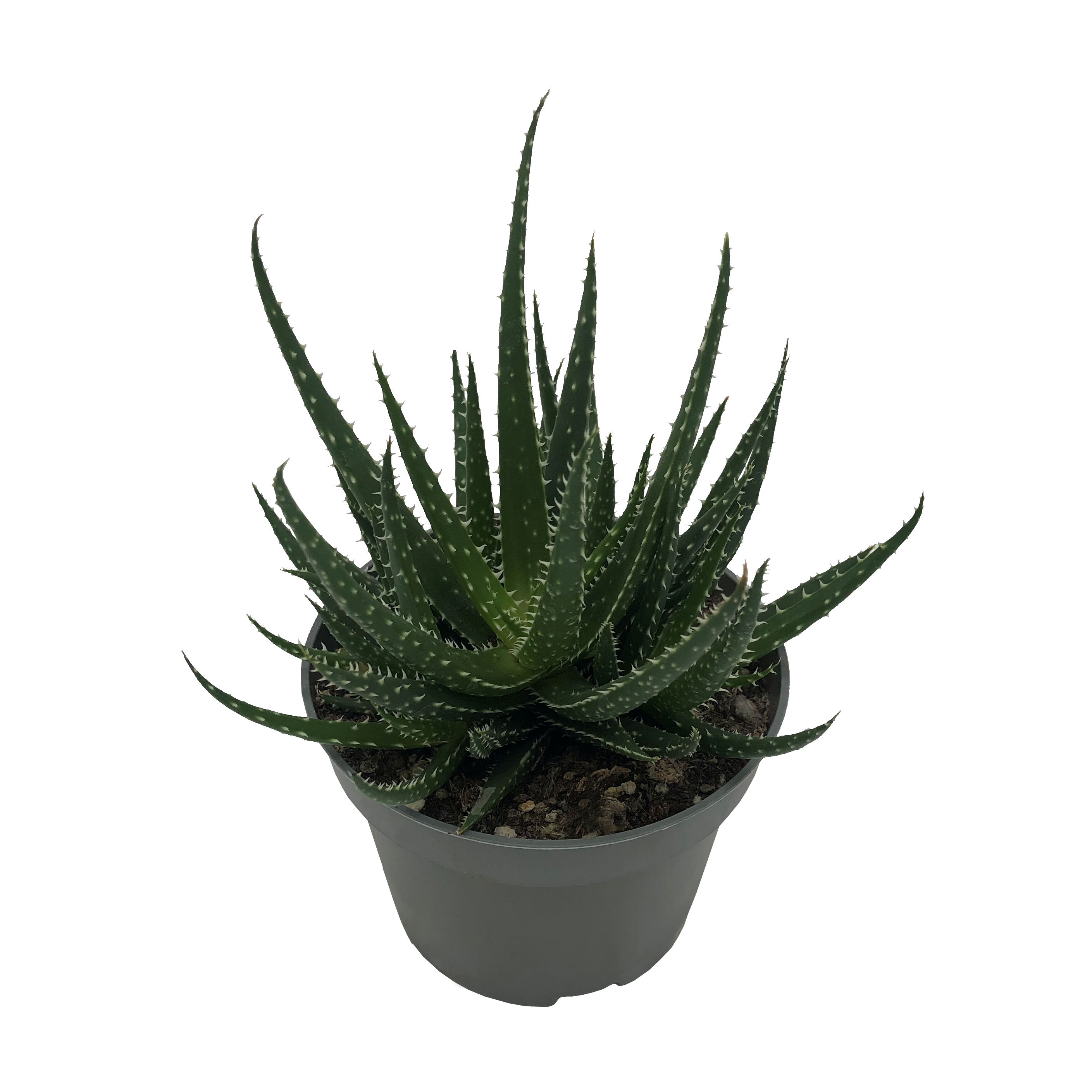 Aloe Hybrid 'Delaine' (10,5 Cm)