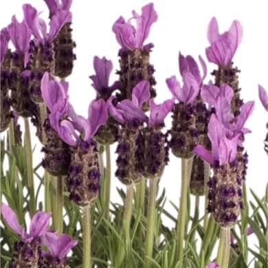 Lavandula Favorite Summer