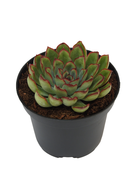 ECHEVERIA PULIDONIS BORD ROSE
