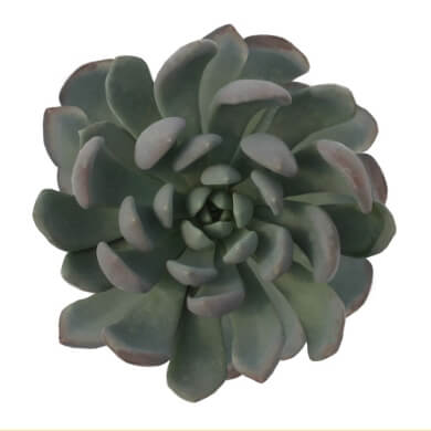 Echeveria X Pachyphytum Scheideckeri