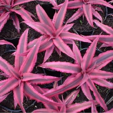 Cryptanthus Novistar