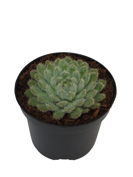 ECHEVERIA SETOSA SPECK