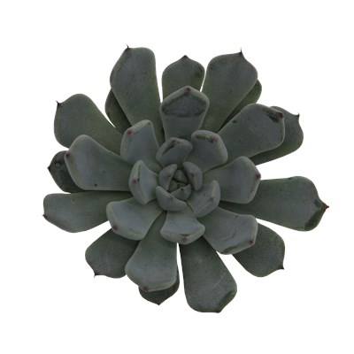 Echeveria Cuspidata Cursa