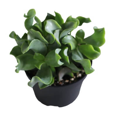 Crassula Aborescens Curly PL