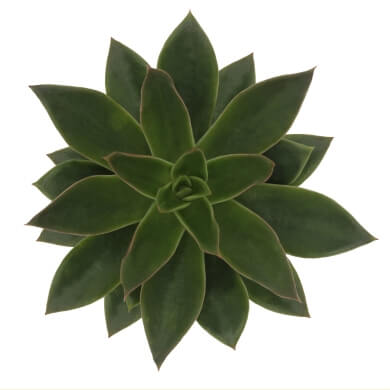 Echeveria Hybrid Mexico